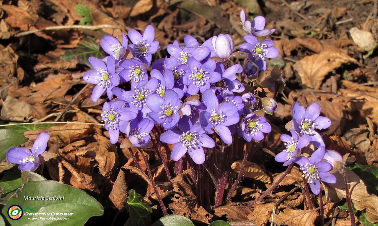 21 Hepatica....JPG